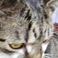 mačak021 Avatar