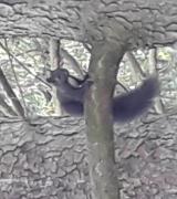 kiflatz Avatar
